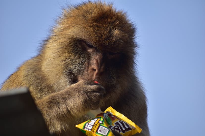 Monkeys Eat Dirt to Stomach Junk Food