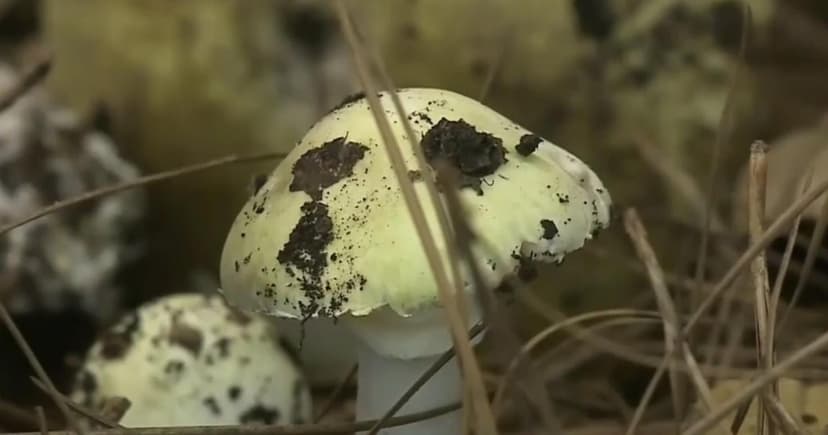 Wild Mushroom Danger: Monterey County Sees Poisoning Spike