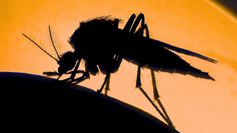 Mosquitoes' Top 3 Bacterial Friends Revealed