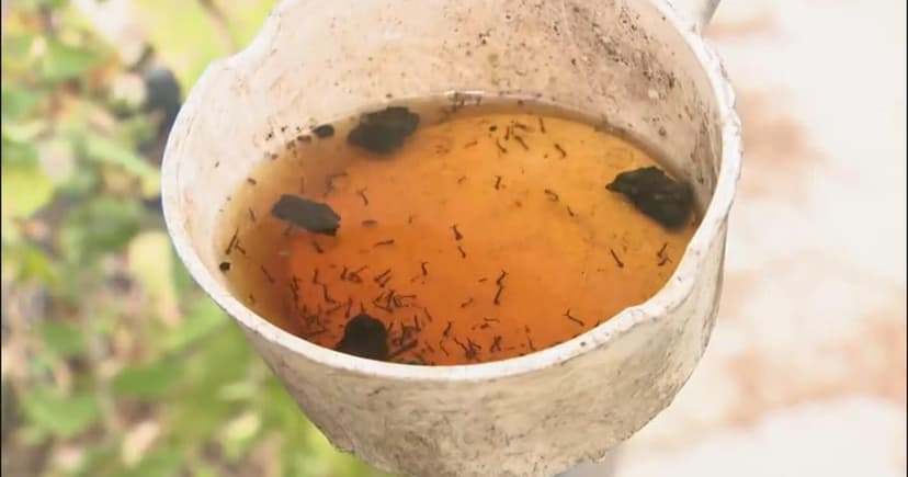 Mosquito Swarm Alert: Orange County Braces for Summer Surge