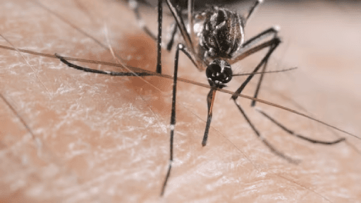 Mosquitoes: Humanity's Deadliest Predator Spreading With Climate Change