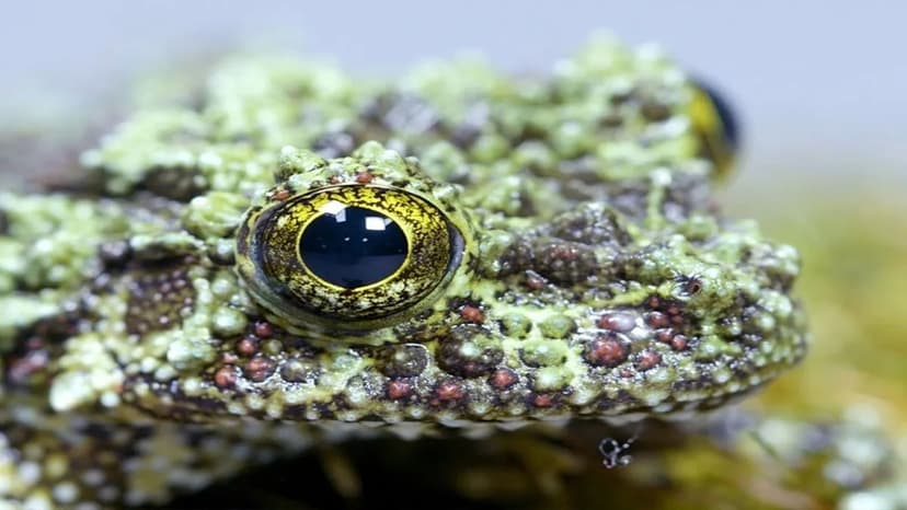 Deforestation Threatens Vietnam's Master of Disguise