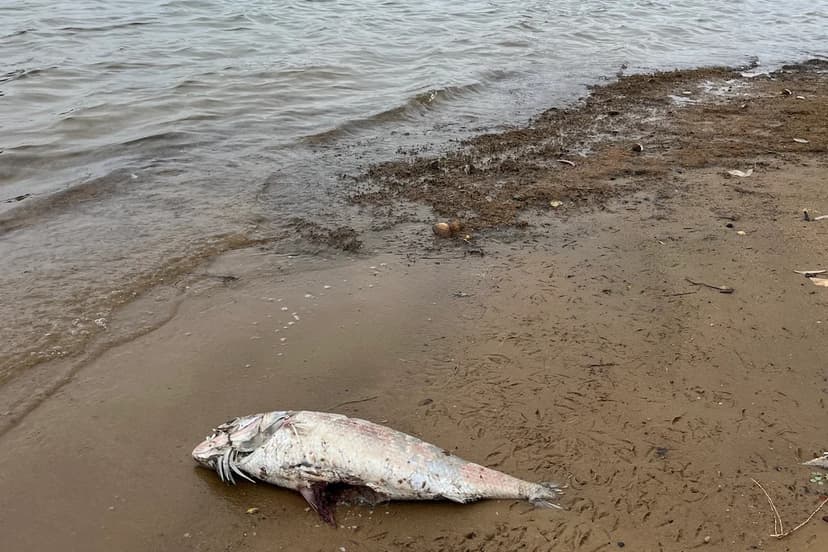 Super-Toxic Algae Blamed for Mass Deaths