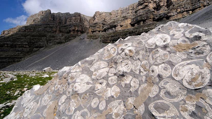 Mountain Fossils Spark Global Flood Debate