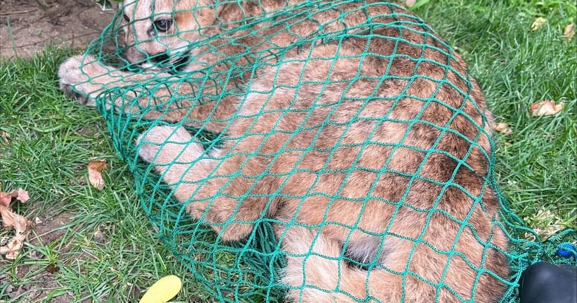 Injured Mountain Lion Cub Rescued After Neighborhood Chase