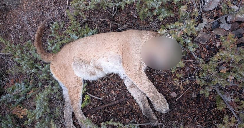 Lion Poached Near Gunnison Park, Officials Seek Clues