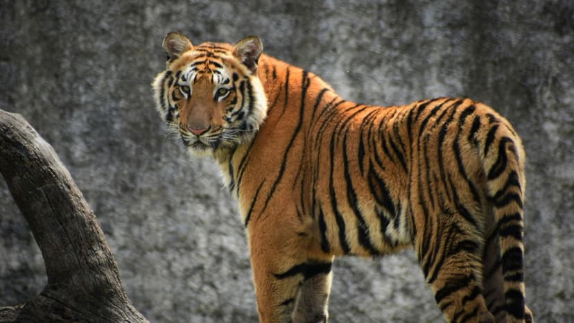 Tigers Found Dead in MP: State Fears Poaching Crisis