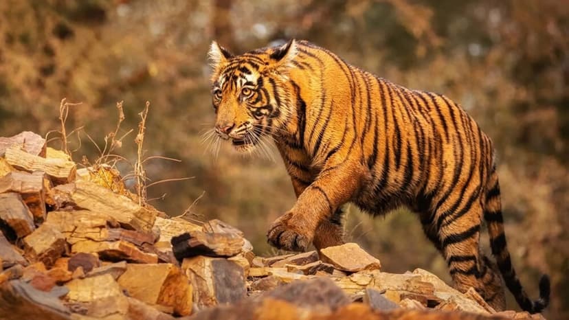 Madhya Pradesh Tigers Face Deadly Threat