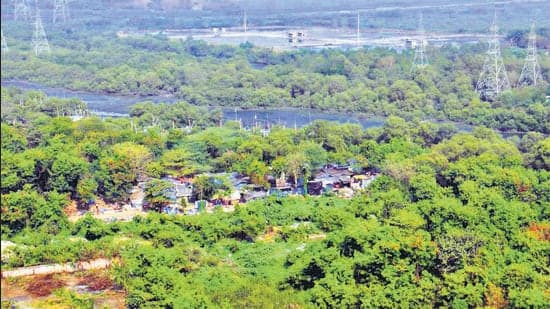 Mangrove Destruction Sparks Legal Storm for Coastal Road