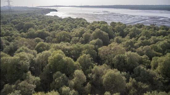 Mumbai Mangroves Threatened by Coastal Road Project