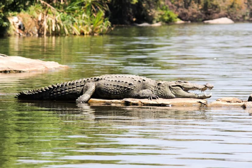 Crocodile Rescued from Kurla Neighborhood Pond