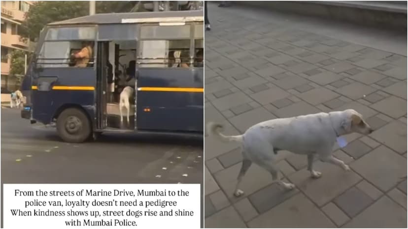 Mumbai's Furry Guardian: Stray Joins Police Patrols