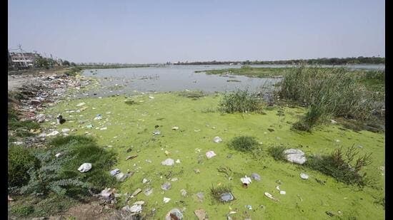 Mundka Water Bodies Polluted by Sewage