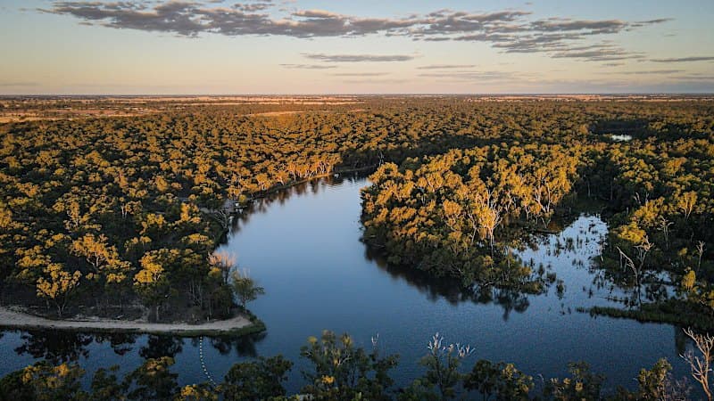 Murray River Ecosystem Critically Endangered