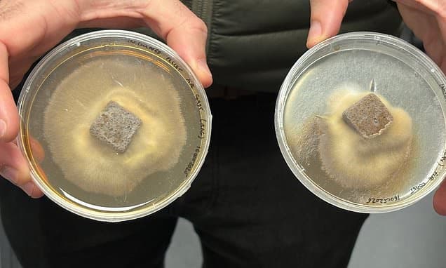 Fungi Power: Mushrooms Regrowing Forests Faster