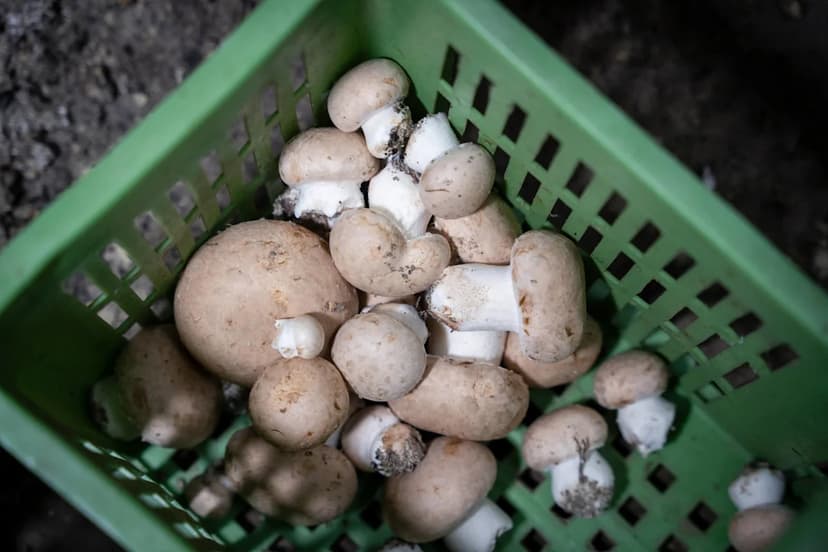 Mushroom Stock Soars 300% on Joke Crypto Fad