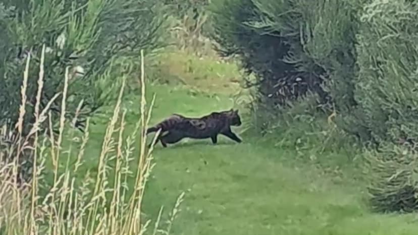Scotland's Mystery Cat: Big Cat or Hybrid?