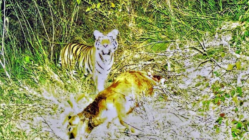 Mystery Tiger Eludes Telangana Forest Officials