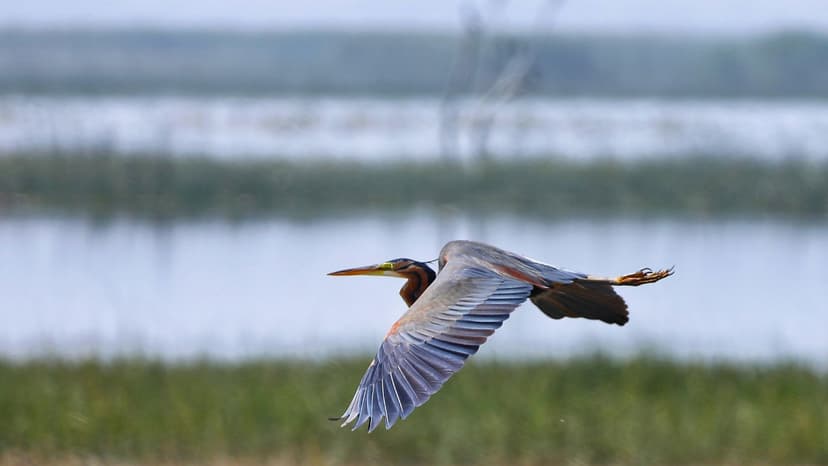 Nal Sarovar: Villages Paid to Collect Plastic for Birds