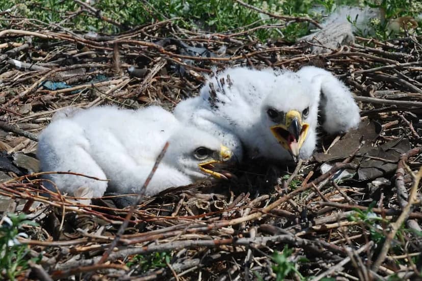 Eaglets Hatch! Help Name Big Bear Valley's Newest Arrivals
