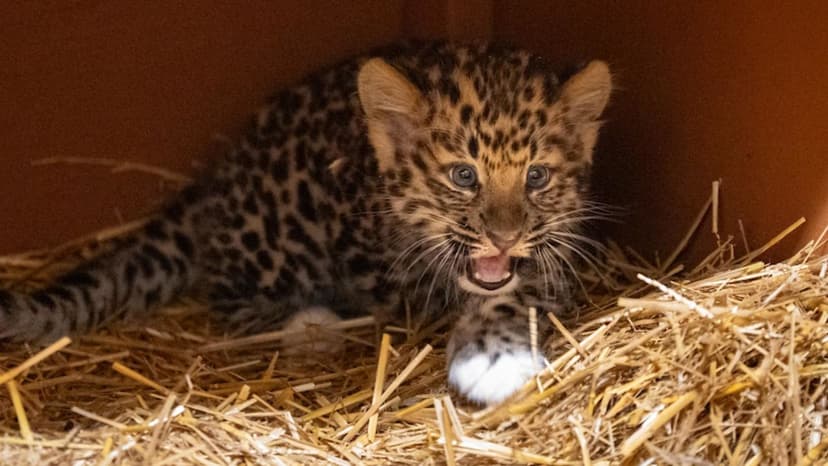 Cub Naming Contest: Help Name Rare Amur Leopard!