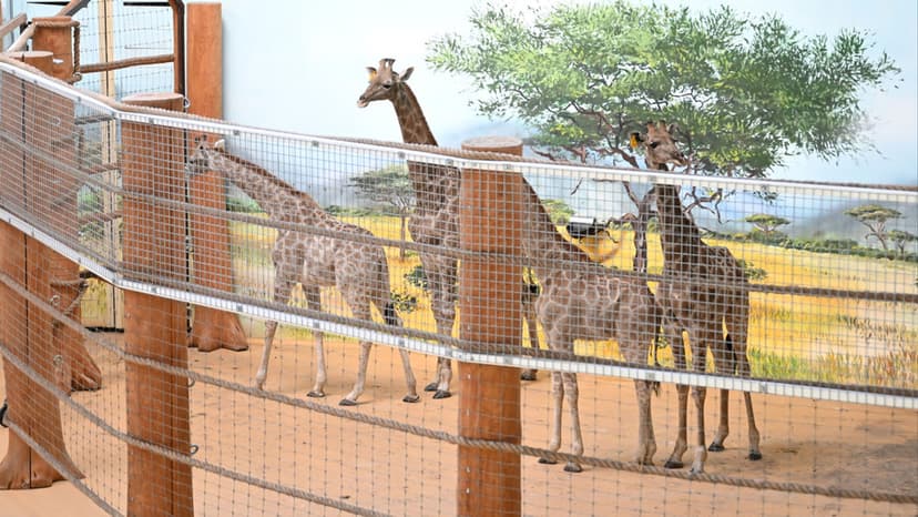Namibian Giraffes Land in Russia for First Time in 19 Years