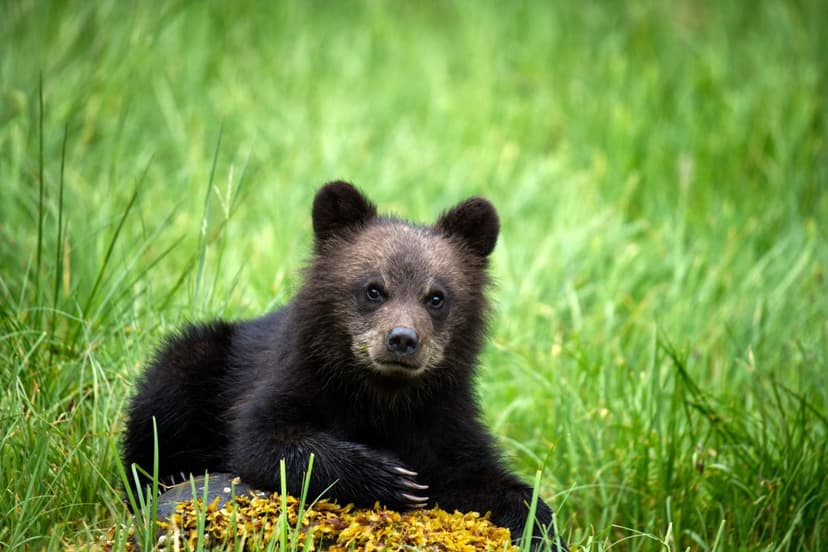 Nat Geo Unveils New Bear and Deep Sea Documentaries