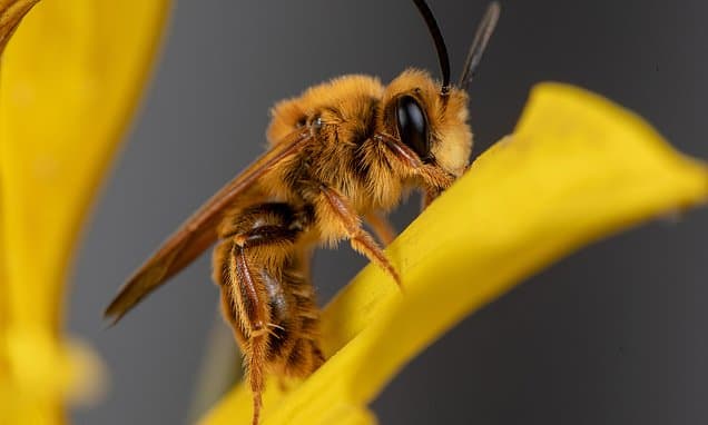Tiny Bees, Big Threat: Photographer Fights for Native Pollinators