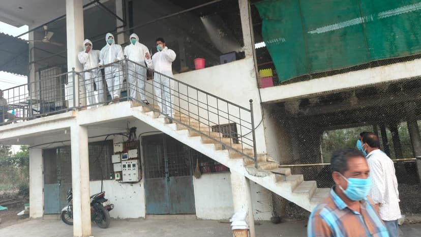 Navapur Bird Flu Scare: Massive Chicken Cull Underway
