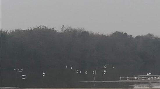 Flamingos Shun Toxic Navi Mumbai Wetlands