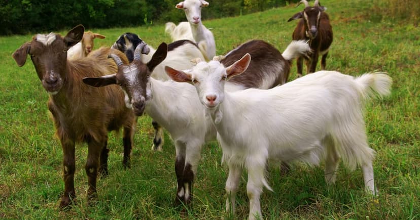 Rabies Scare: NC Goat Zoo Exposes Hundreds