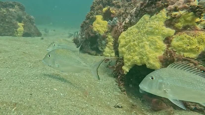 Old Concrete Gets New Life as Ocean Reefs