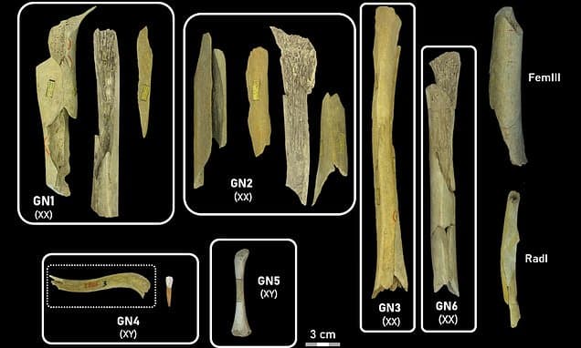 Neanderthal Children Feasted On 45,000 Years Ago