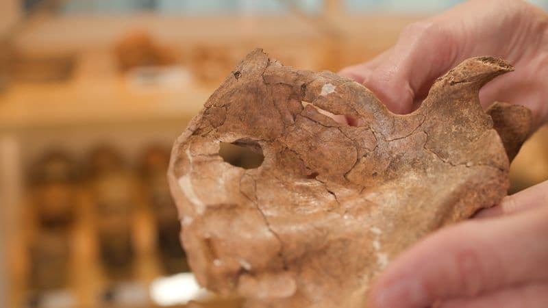 Neanderthal Spear Death: Earliest Murder Evidence?