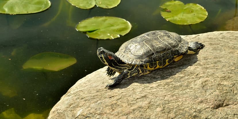 Neanderthals Used Turtle Shells as Tools!