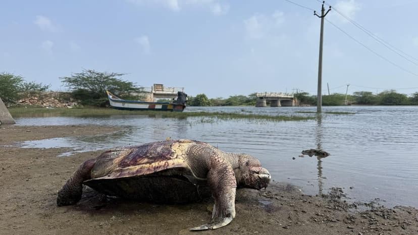 Nellore Creek Neglect: Fishermen's Livelihoods Lost