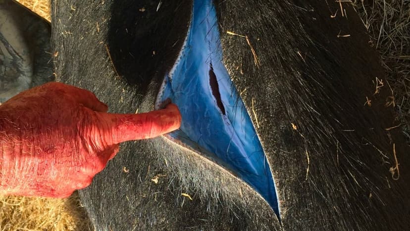 Wild Pigs Glow Neon Blue From Rat Poison