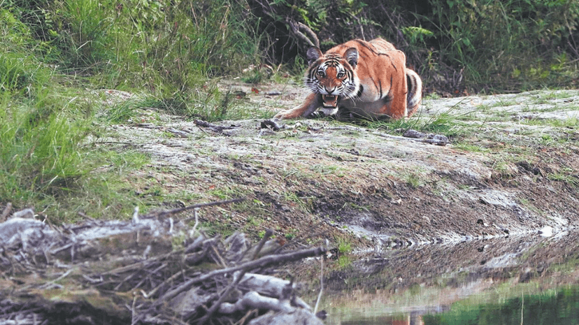 Nepal's tiger success hides human cost
