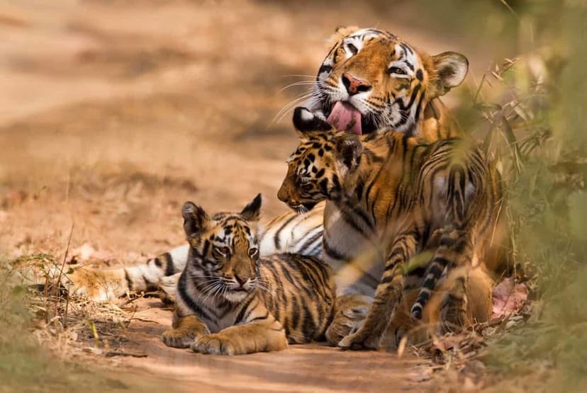 Wild "Tiger Daycare" Stuns Scientists in Nepal