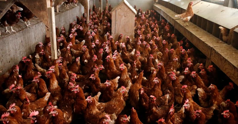 Netherlands Lifts Nationwide Chicken Ban