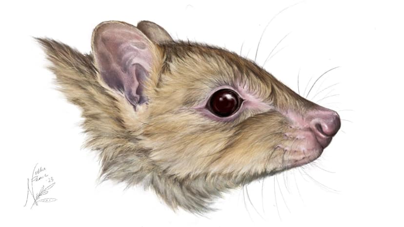 Ancient Fossils Reveal New Marsupial Species