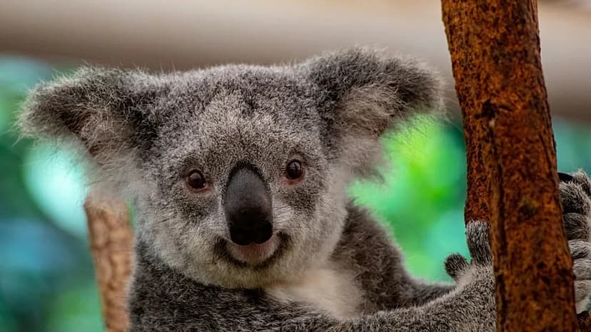New Big Five: Pandas Trump Lions for Travelers