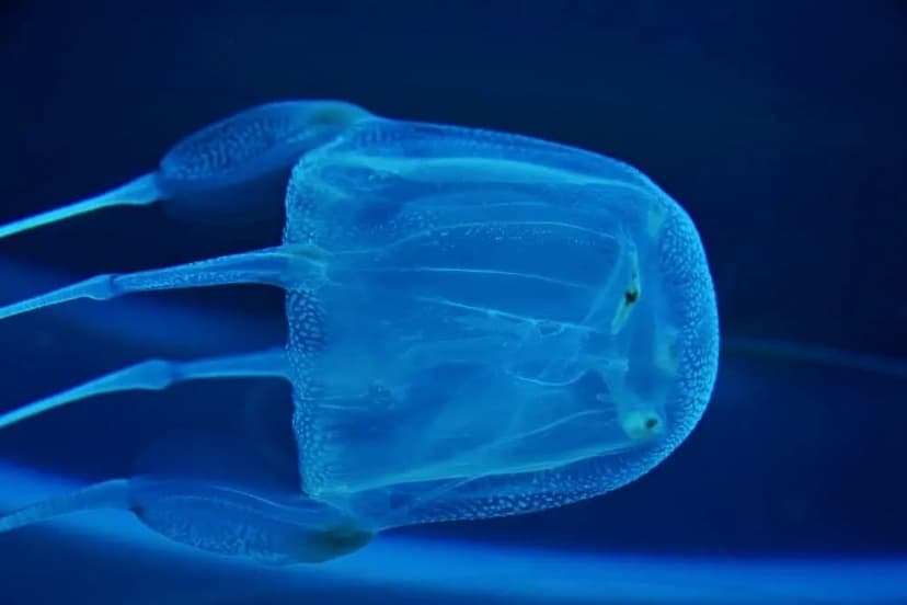 Deadly 'Island of Death' Jellyfish Discovered