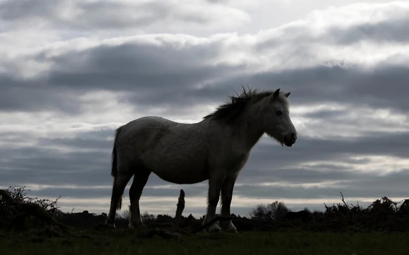 Rare Horse Flu Strikes New Forest; 10 Deaths Reported