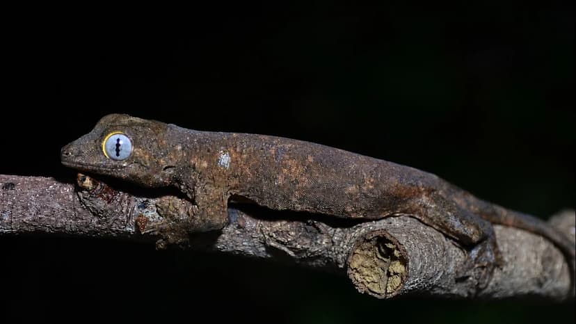 New Gecko Species Found on 'Asia's Galapagos'