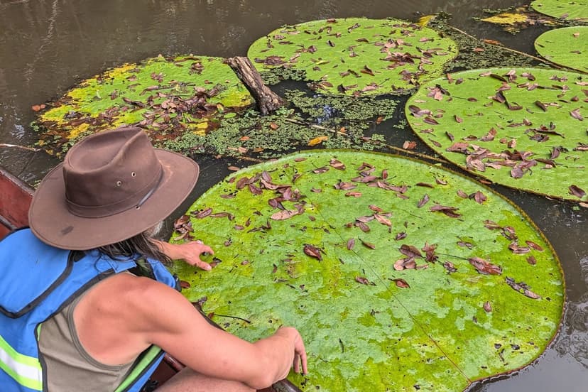 Giant Waterlily Found on Instagram, Now Critically Endangered