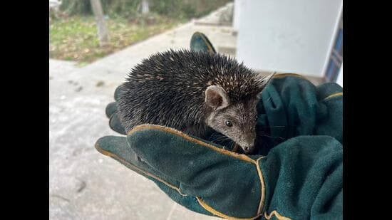Brandt's Hedgehog Discovered in J&K