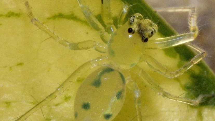 Sky Islands Reveal Hidden Spider Diversity