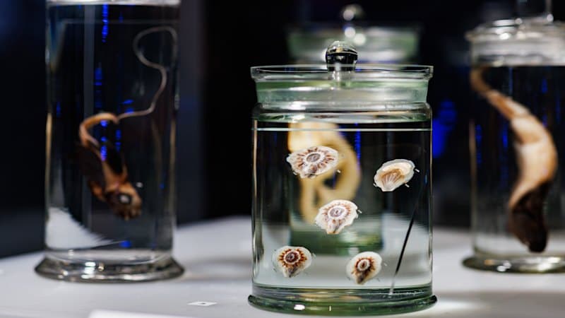 Deep Sea Discoveries: New Species Found