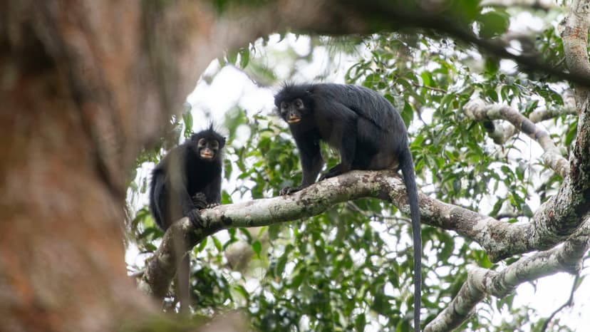 Rare Orange-Faced Monkey Discovered in Congo